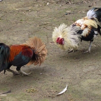Cock Fighting (Sabong)